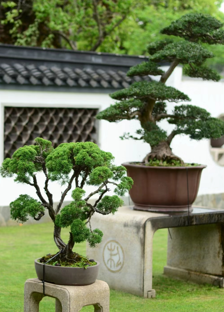 心在南湖 更有年味 | 第一屆南湖游園會(huì )即將“龍”重登場(chǎng)